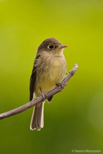 Pacific-slope-Flycatcher